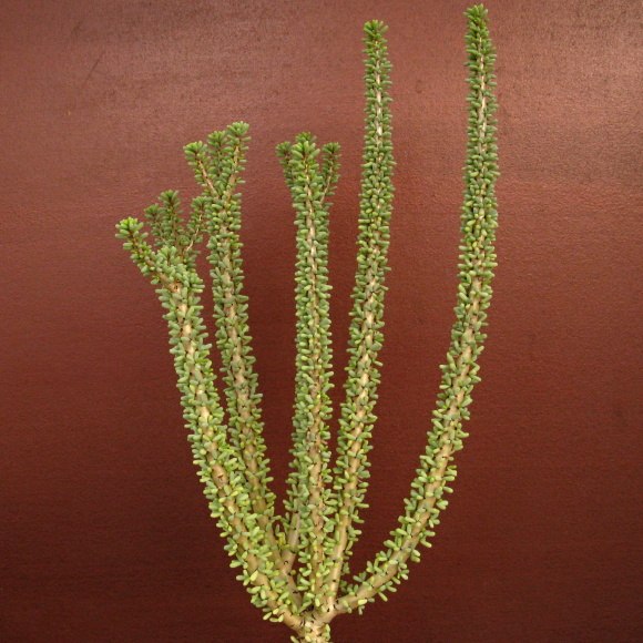 Portulacaria (Ceraria) namaquensis - tá istá rastlinka o tri roky neskôr