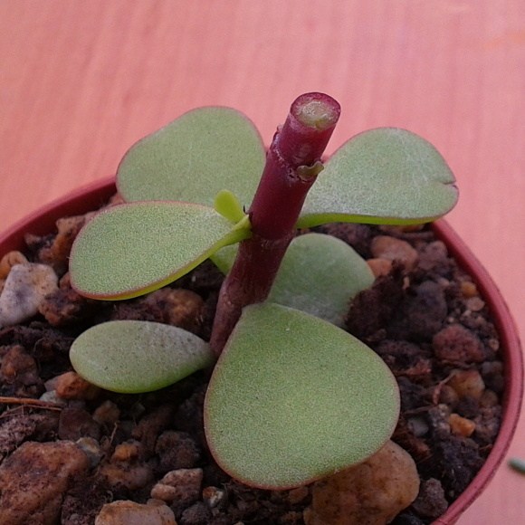 Podnož po kolmom reze a po odstránení vrchných listov