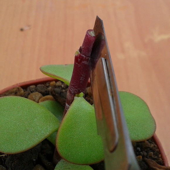 Podnož - zvislý zárez skalpelom