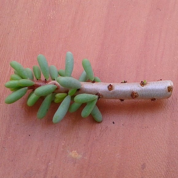 Vrúbeľ po odstránení listov