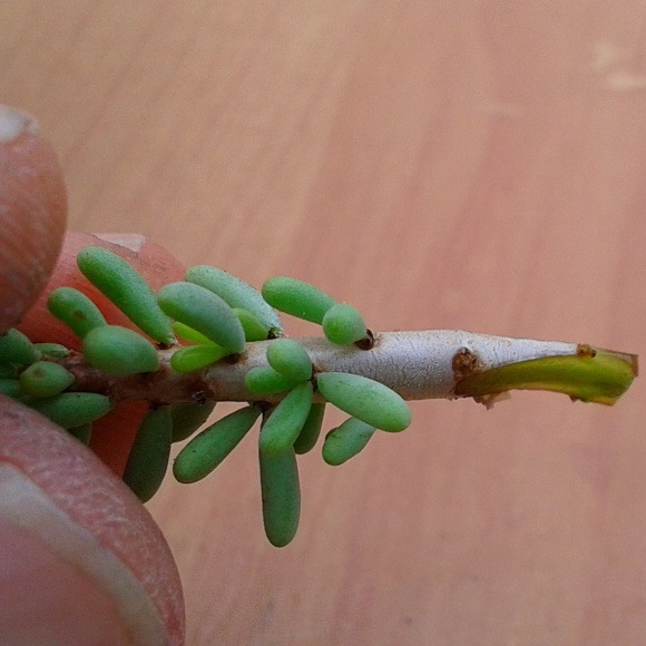 Vrúbeľ zrezaný do klinu