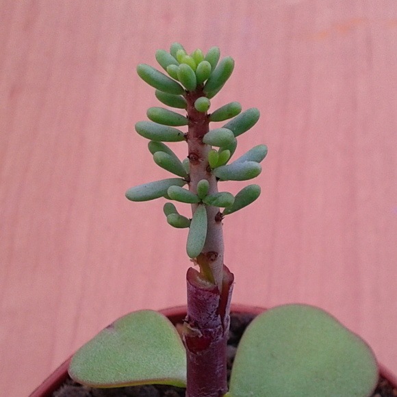 Vrúbeľ Portulacaria (Ceraria) namaquensis je na svojom mieste