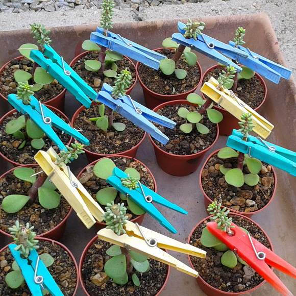 Takto to u mňa vyzerá, keď je práca hotová....skupina navrúbľovaných rastliniek zafixovanými štipcami