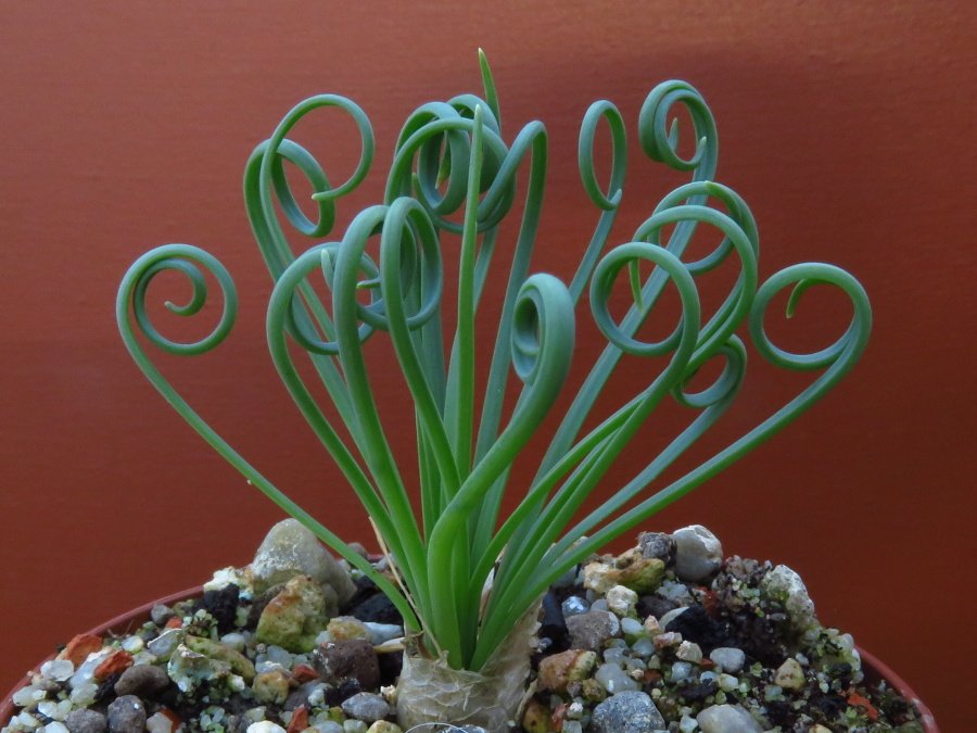 Detailný pohľad na charakteristické, pevne stočené listy Albuca spiralis, ktoré sú jej najväčším lákadlom.