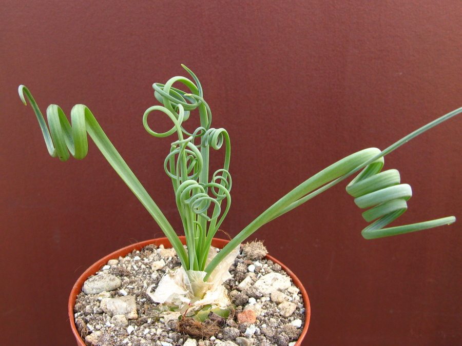 Pri dostatku slnečného žiarenia majú listy Albuca spiralis vyzerať takto