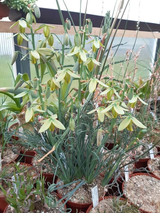 Moja stará zbierková rastlina Albuca spiralis s niekoľkými cibuľami a s bohatým súkvetím