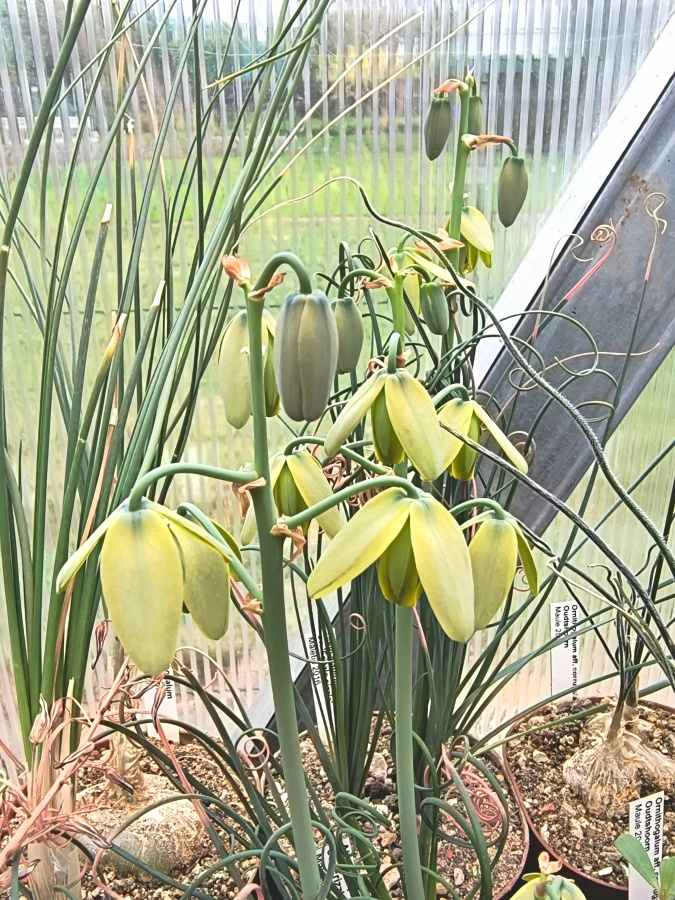 Súkvetie Albuca spiralis