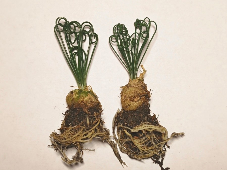 Celkový záber na rastlinu Albuca spiralis - korene, cibuľa, niekoľko týždňové listy po zobudení rastlinky