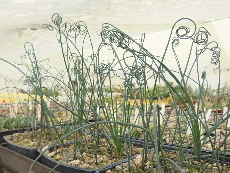 Asi ročné semenáče Albuca spiralis, na ktorých je už vidno typické špirálovité zatočenie listov