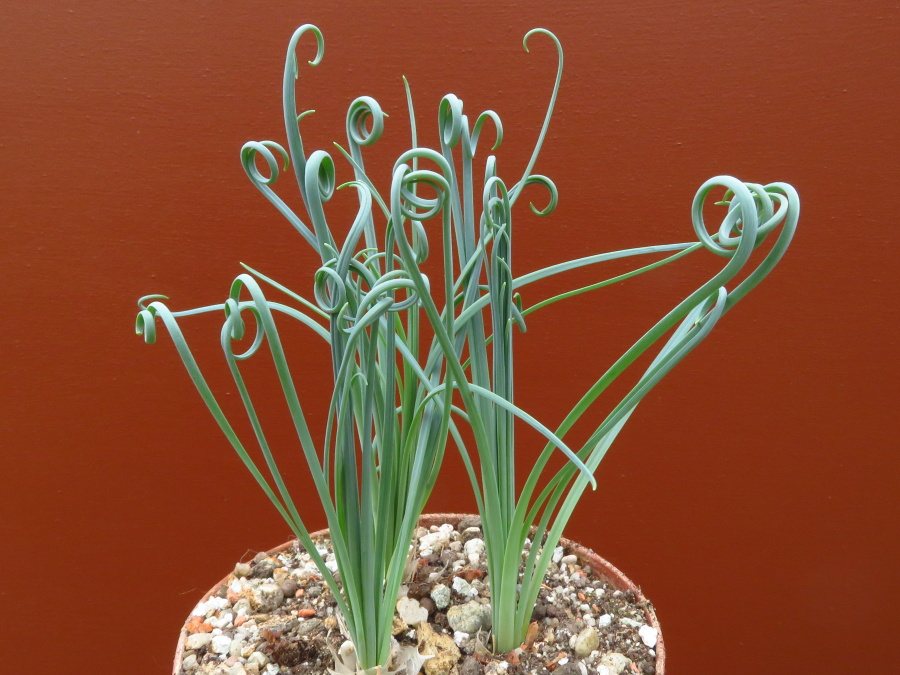 Ešte jeden záber na ďalší exemplár Albuca spiralis