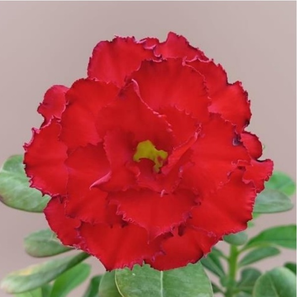 Adenium cv. BH-107