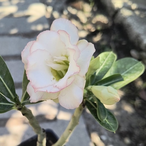 Adenium cv. Cloud Nine