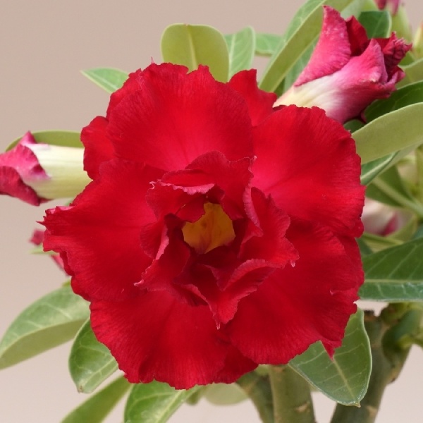 Adenium cv. Red Robin