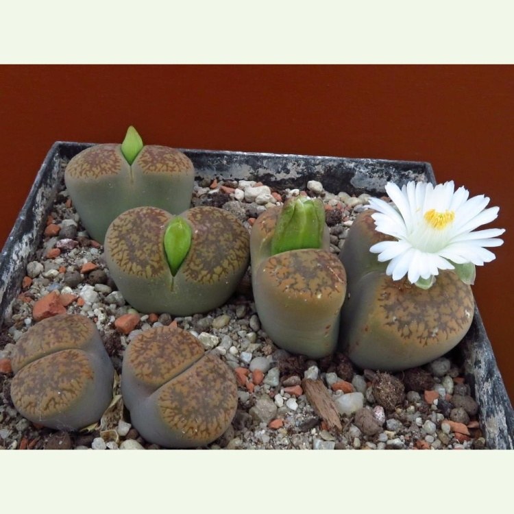 Lithops aucampiae cv. Storms snowcap