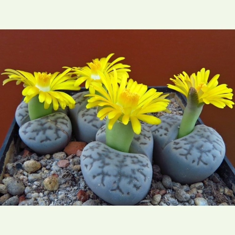 Lithops bromfieldii v. mennellii C 283