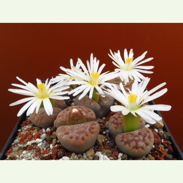 Lithops karasmontana v. tischeri C 182