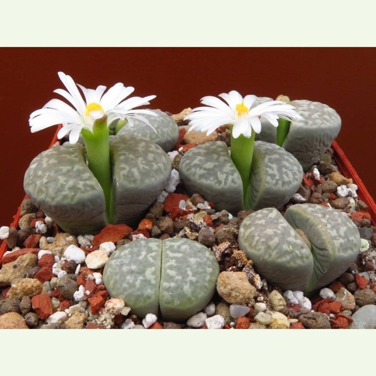 Lithops marmorata v. framesii C 058