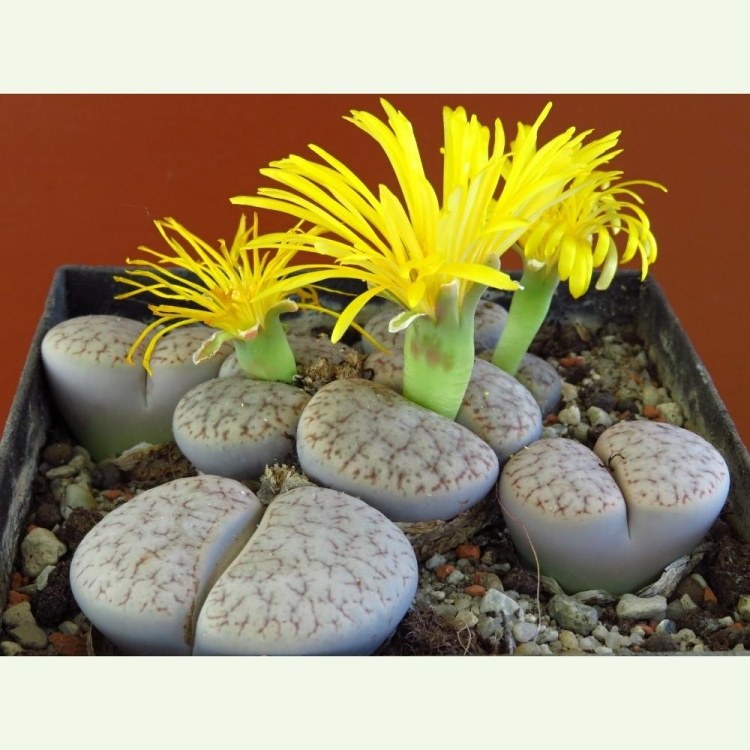 Lithops pseudotruncatella C 070