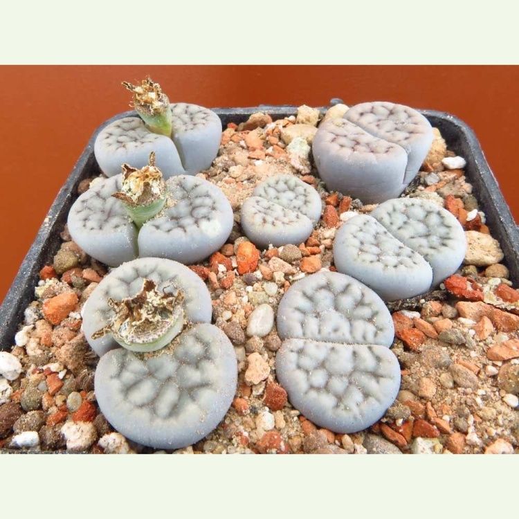 Lithops schwantesii v. kunjasensis C 186