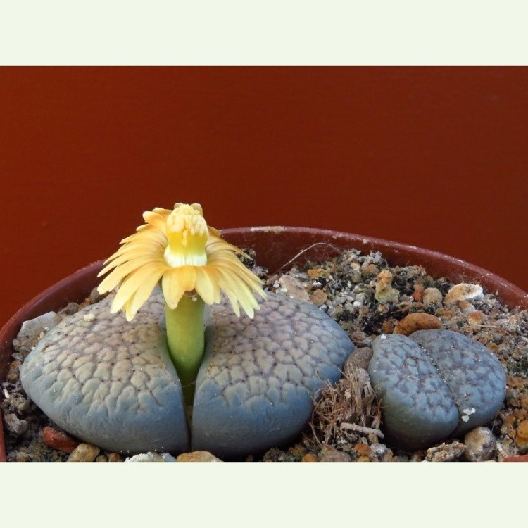 Lithops verruculosa C 159