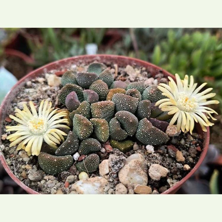 Aloinopsis luckhofii CM 232, Boonstevlei SE Berg