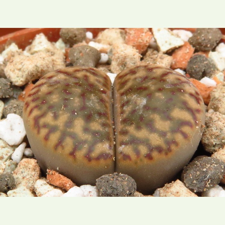 Lithops bromfieldii v. insularis PV 982