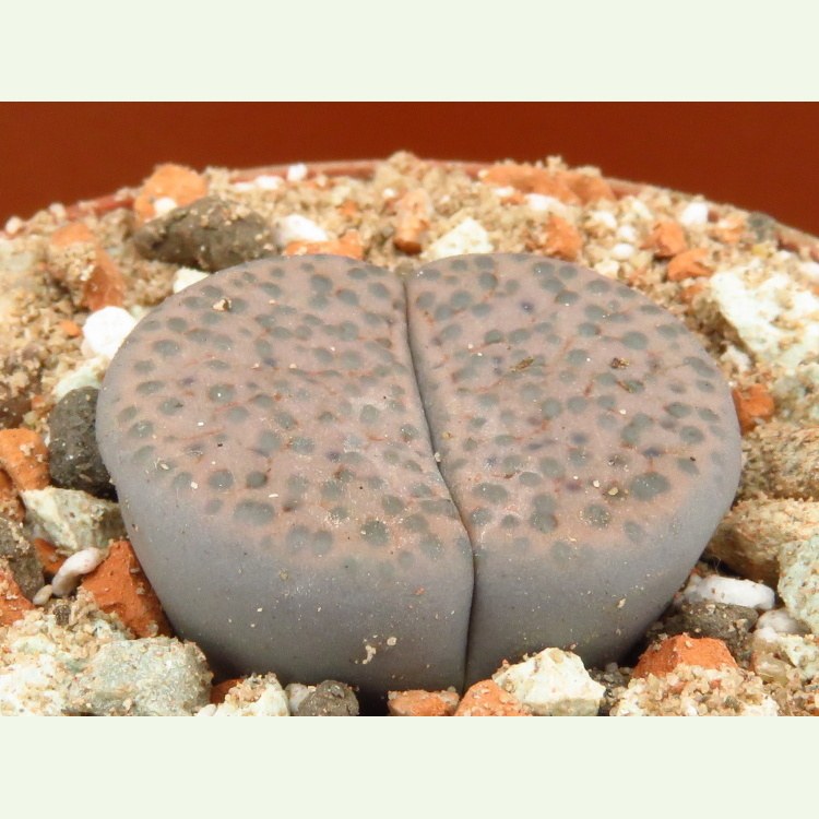 Lithops fulviceps v. lydiae C 219
