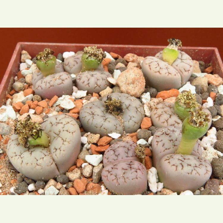 Lithops gracilidelineata v. waldroniae