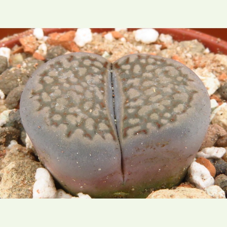 Lithops hallii C 090