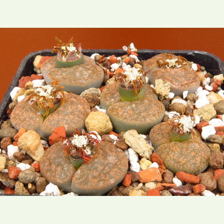 Lithops lesliei f. Warrenton C 005