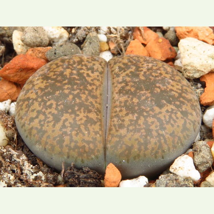 Lithops lesliei v. mariae C 152