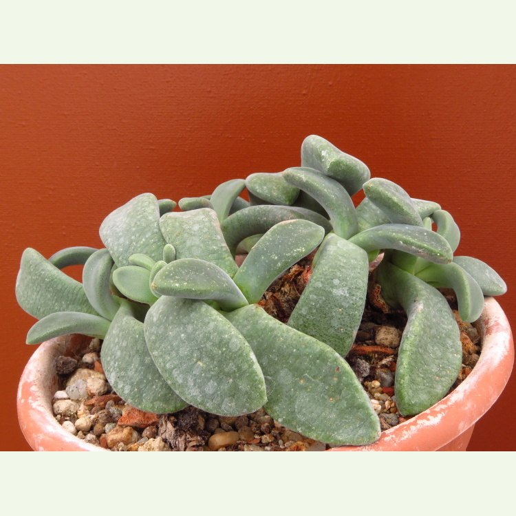 Deilanthe tudichumii, 90 km SZ Sutherland