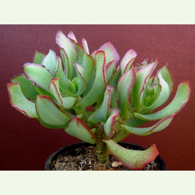 Crassula arborescens ssp. undulatifolia