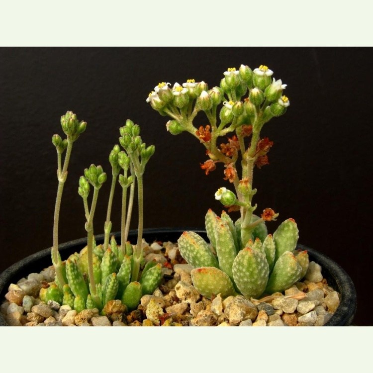 Crassula ausensis ssp. titanopsis, Gruenau, Namíbia