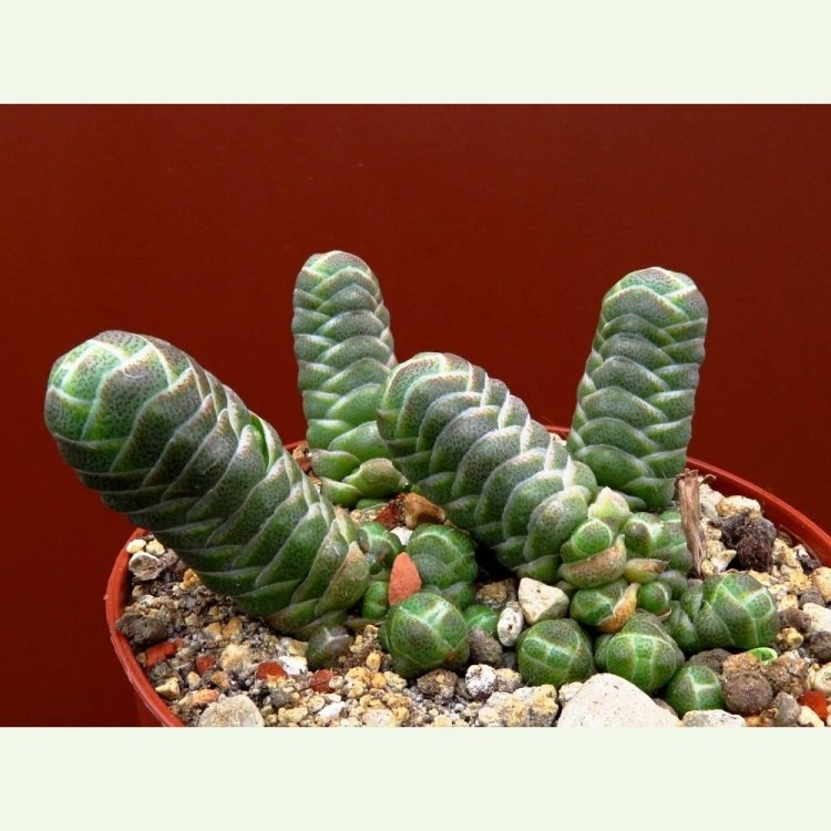 Crassula barklyi, Knersvlakte