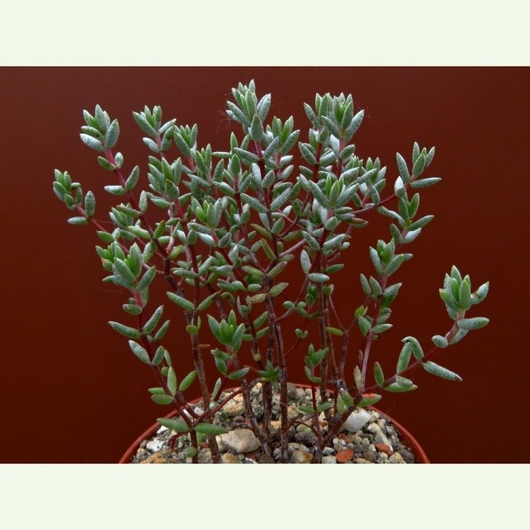 Crassula biplanata