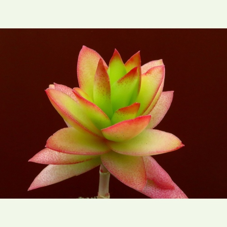 Crassula capitella cv. Campfire