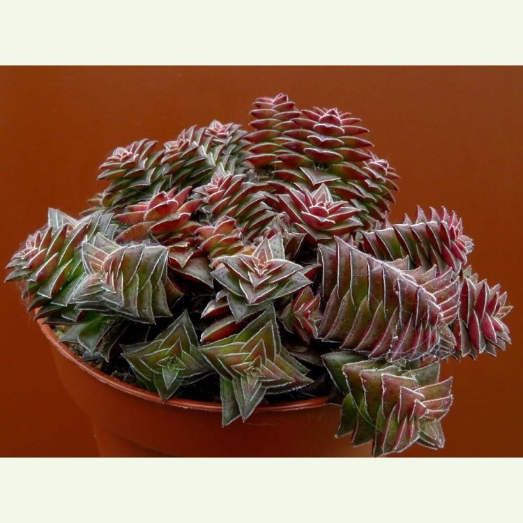 Crassula capitella v. thyrsiflora