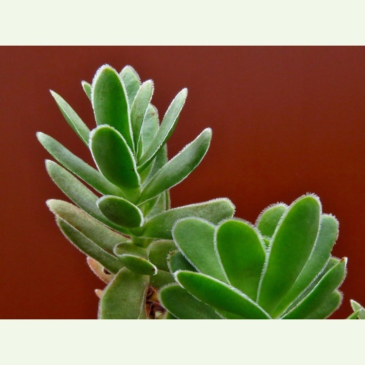 Crassula ciliata, typ 1