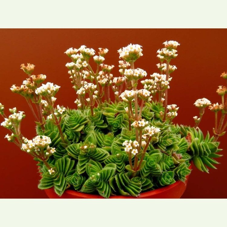 Crassula ciliata, typ 2