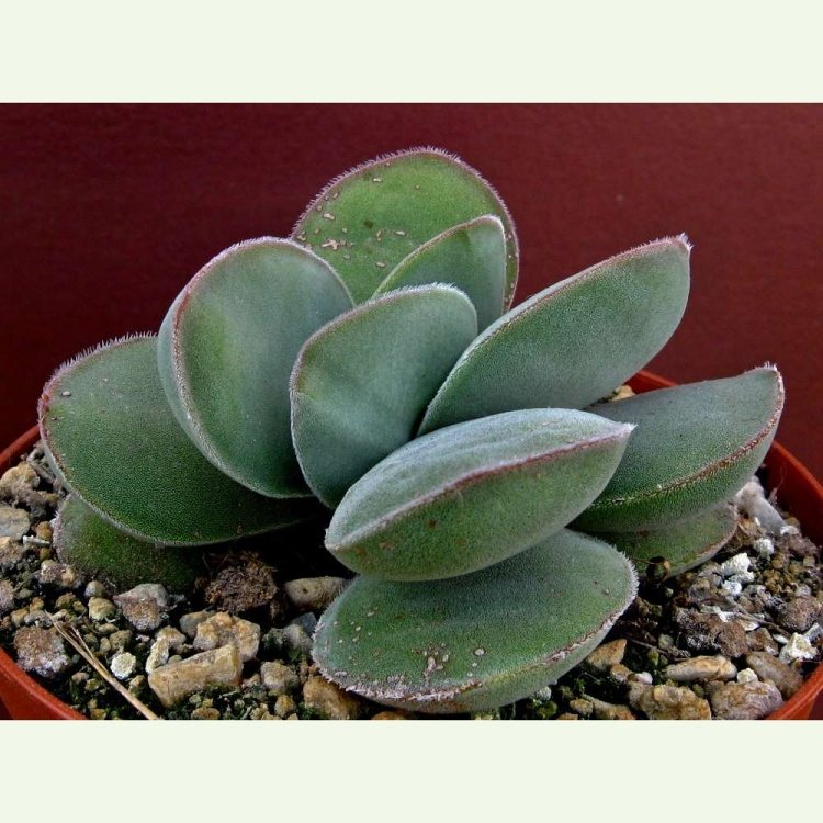 Crassula cotyledonis