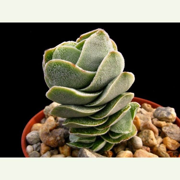 Crassula cv. Ivory Pagoda