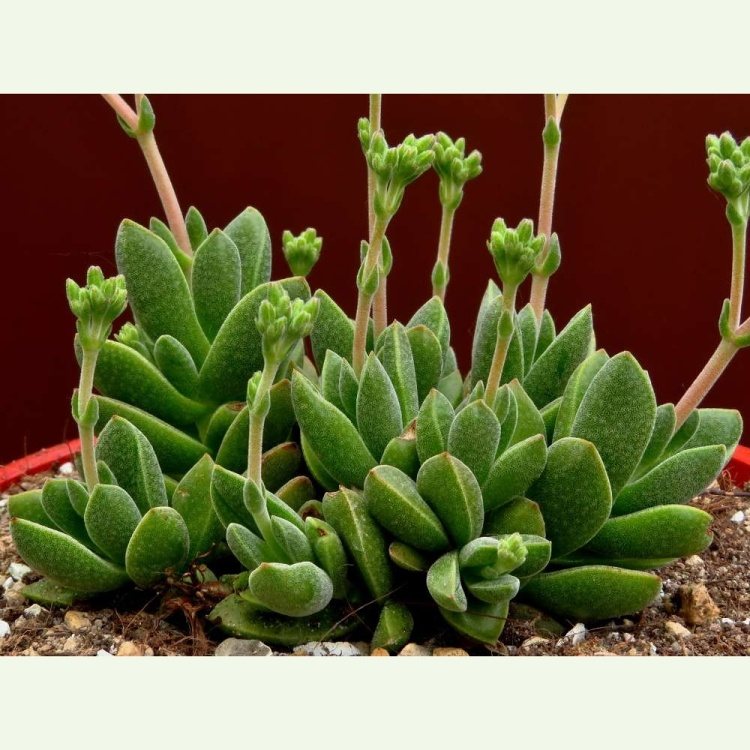 Crassula cv. miniatúra, pôvod Bokotej