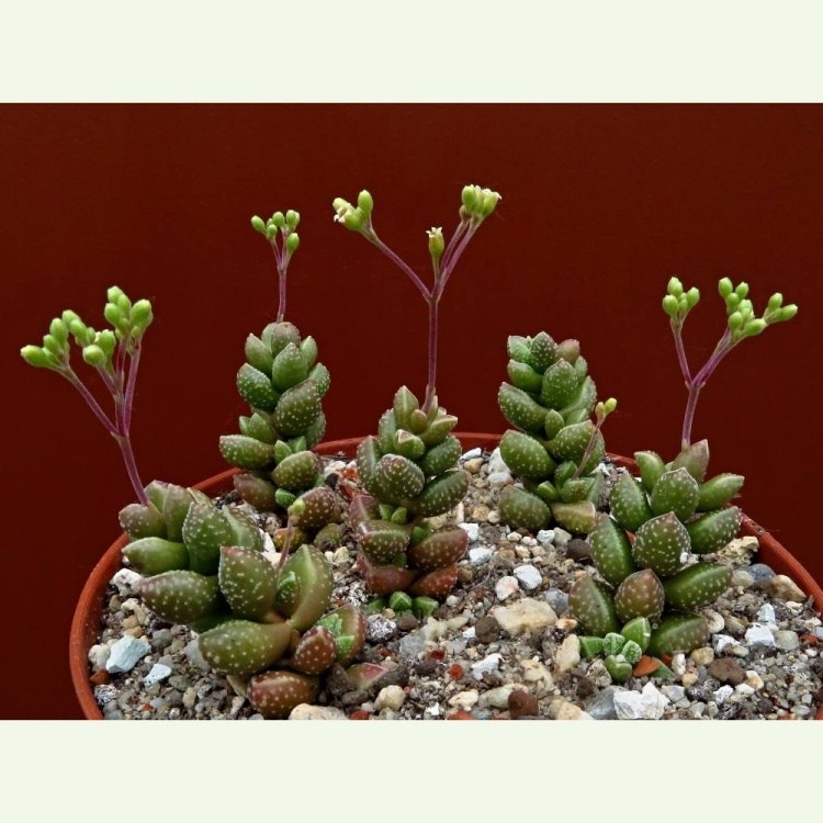 Crassula elegans PA 1022, Umdaus