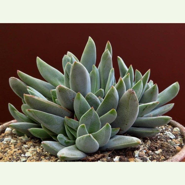 Crassula falcata, hybrid