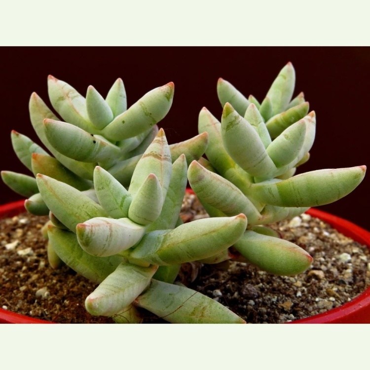 Crassula grisea