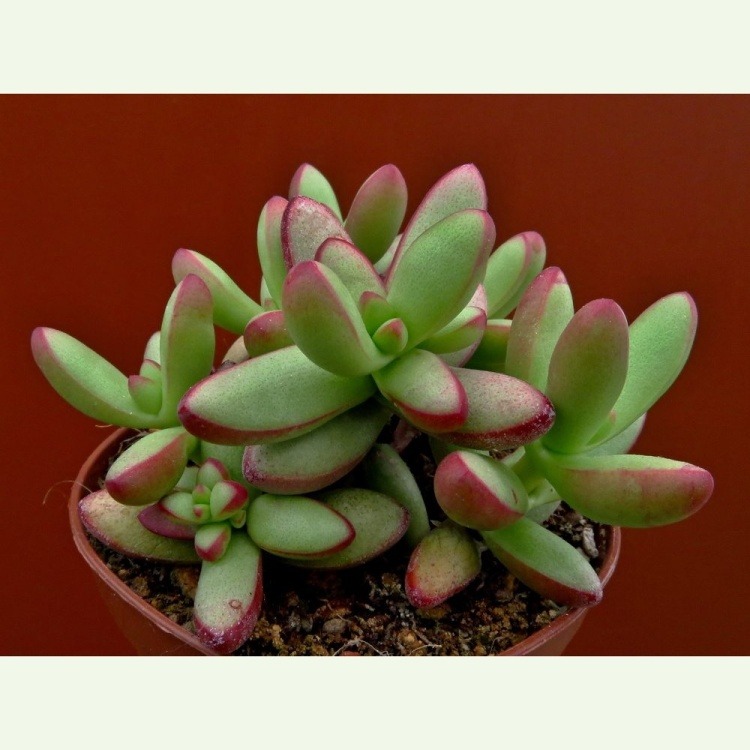 Crassula herrei