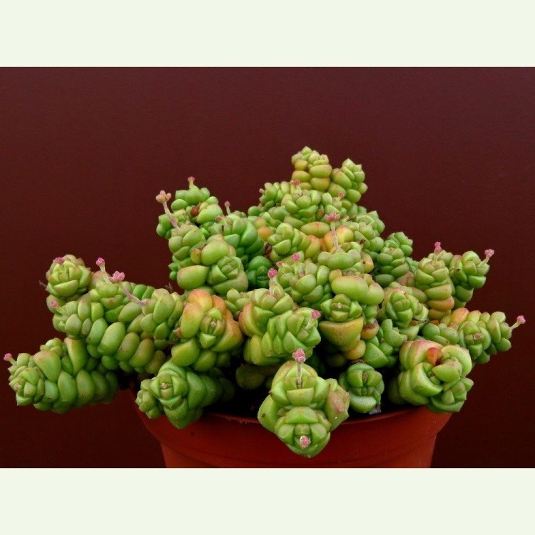 Crassula marchandii