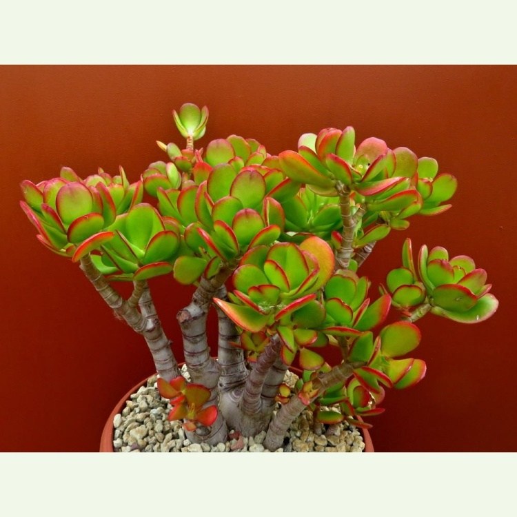 Crassula ovata