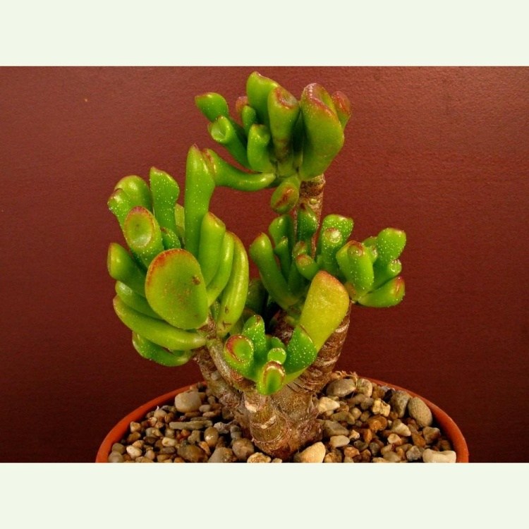 Crassula ovata f. monstrosa
